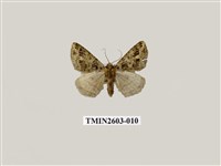 藏品(尺蛾119)的圖片